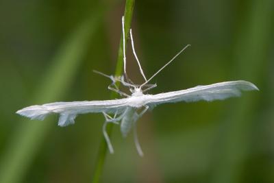 White Plume Moth