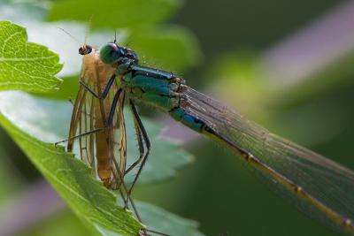 Damselfly with lunch