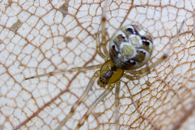 Theridion cf. sisyphium, sitting on a half-eaten leaf