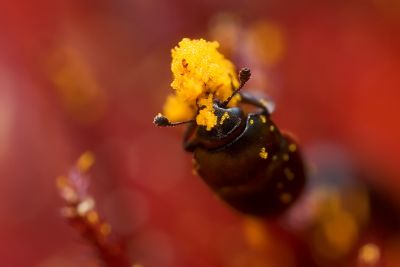 Tiny beetle eating pollen