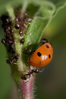 Ladybug, Aphids, and Ants - Part IV