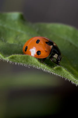 Ladybug, Aphids, and Ants - Part VIII