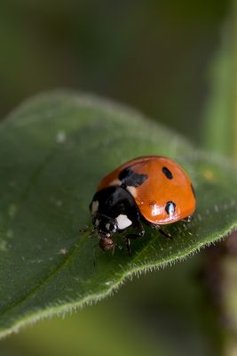 Ladybug, Aphids, and Ants - Part V