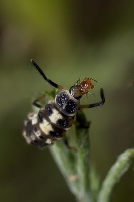 Ladybug larva eating aphid