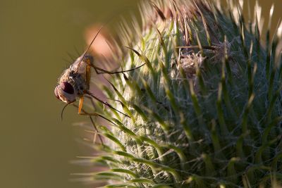 Thistle