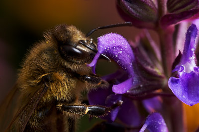 Honeybee Closeup (Apis mellifera)