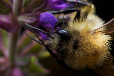 Bumblebee Closeup (Bombus pascuorum)