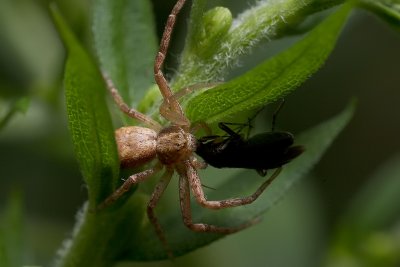 Young spider and prey