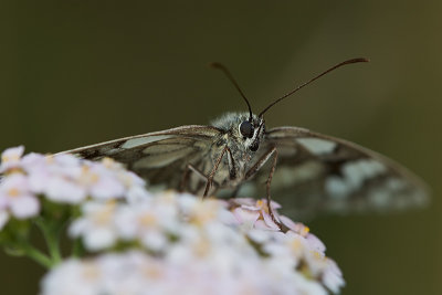 Marbled White