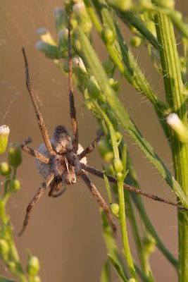 Nursery Web Spider with Eggs