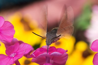 Macroglossum stellatarum (Hummingbird Hawkmoth)