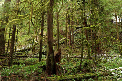 ONP-DancingMoss-DPP_2326.jpg