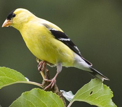 GoldFinch_BY_2476.jpg