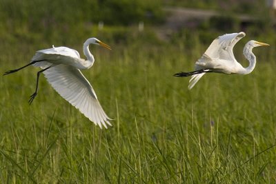 EgretDogFight_3113sml.jpg