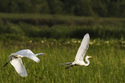 EgretDogFight_3114sml.jpg