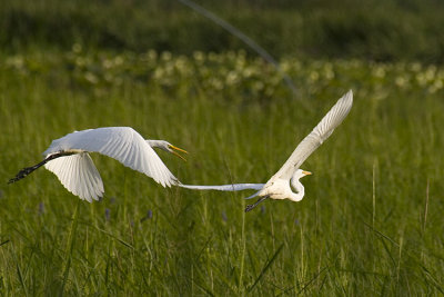 egret_dog_fight