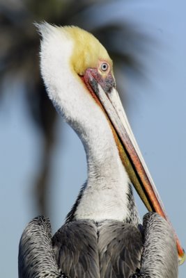 Brown_Pelican_Portraits