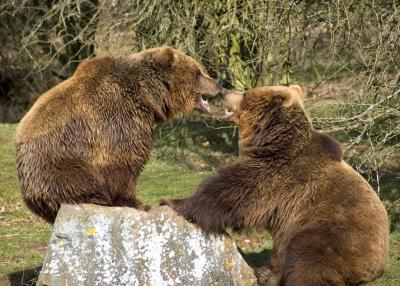 Romantic Bears