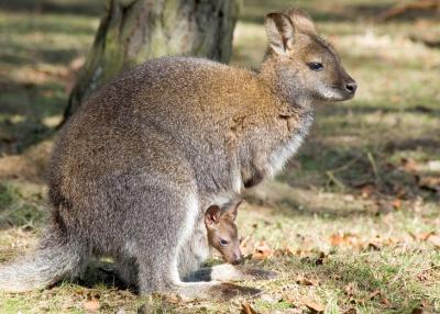 Mother & Child