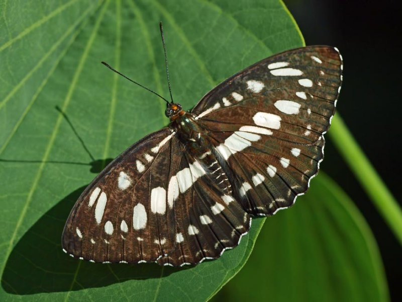 Common Sergeant, (Athyma perius)