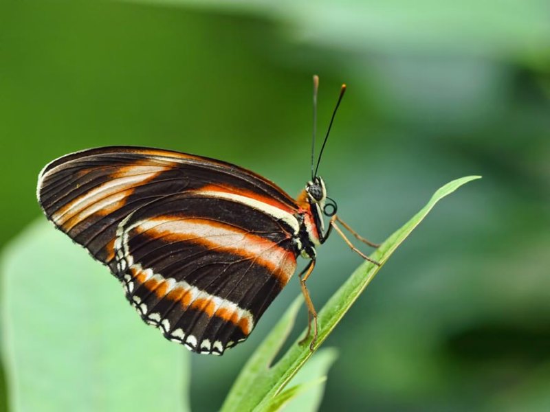 Orange Banded Heliconian (Dryadula phaetusa)