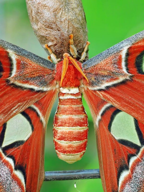 Atlas Moth (Attacus atlas)