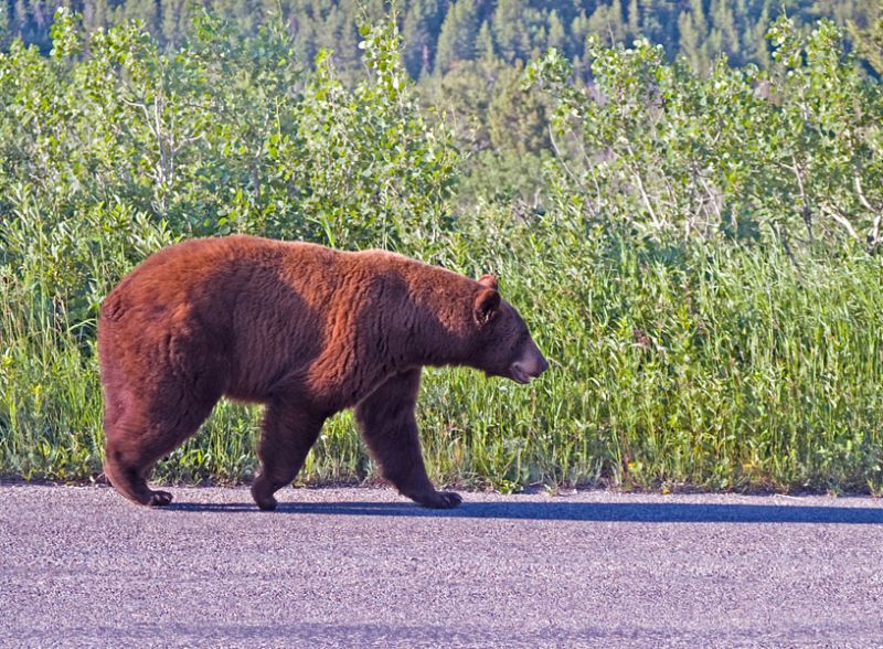 Cinnamon Black Bear