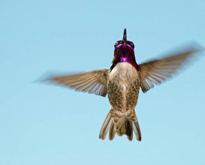 Costa's Hummingbird (male)