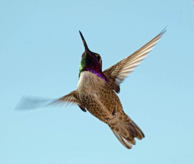 Costa's Hummingbird (male)