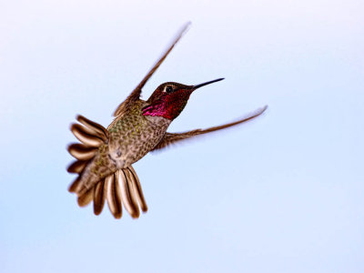 Costa's Hummingbird (male)