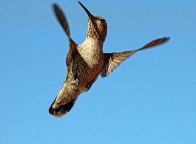 Anna's Hummingbird (female)