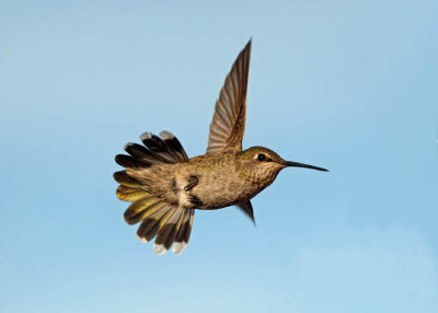 Anna's Hummingbird (female)