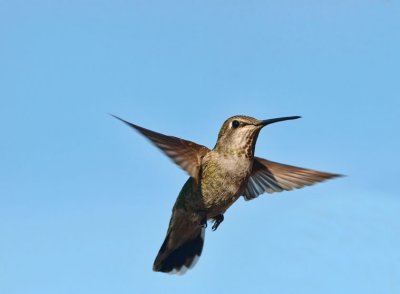 Anna's Hummingbird (female)