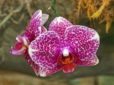Phalenopsis Orchid