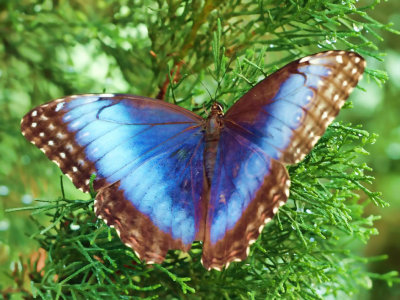 Blue Morpho Butterfly