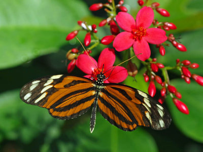 Tiger Longwing