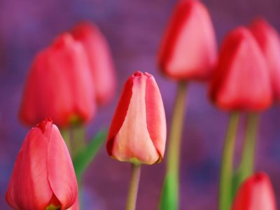 Spring Morning Tulips