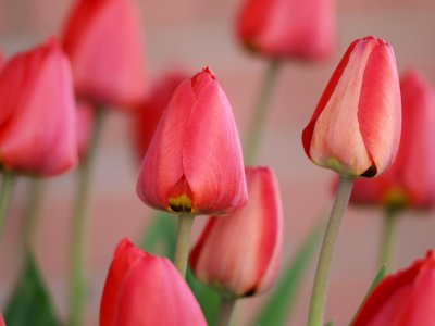 Early Morning Tulips