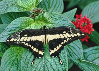 Giant Swallowtail Butterfly (Papilio cresphontes)