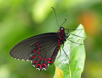 Parides photinus  (pink spotted cattleheart)