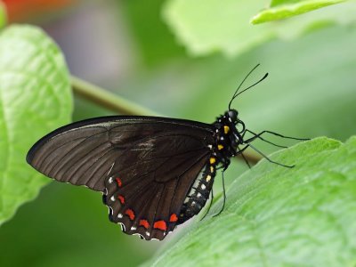 Papilio anchisiades (Red-spotted Swallowtail)