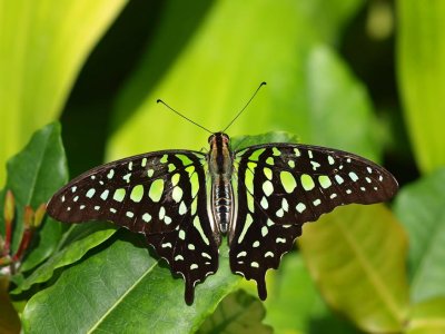 Tailed Jay/Green Triangle (Graphium agamemnon)