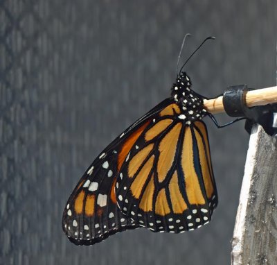 Monarch Butterfly (danaus plexippus) just emerged