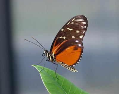 Tiger Longwing (Heliconius hecale)