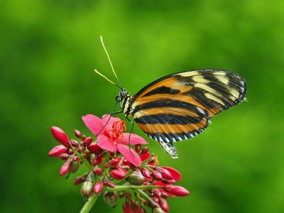 Tiger Wing and Tiger Longwing Butterflies