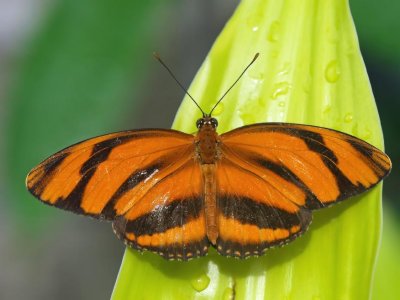 Orange Banded Heliconian (Dryadula phaetusa)