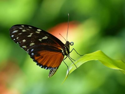 Tiger Longwing (Heliconius hecale)