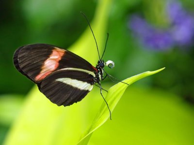 Postman butterfly (Heliconius melpomeme)