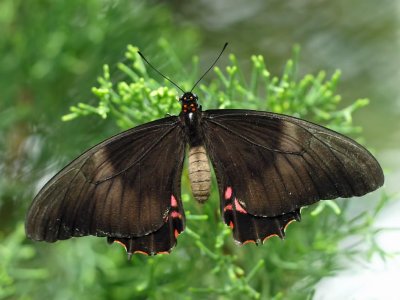 Parides photinus (pink spotted cattleheart)
