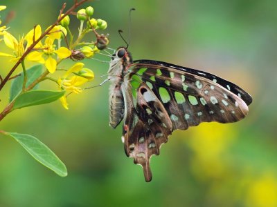 Green Triangle (Philaethria dido)